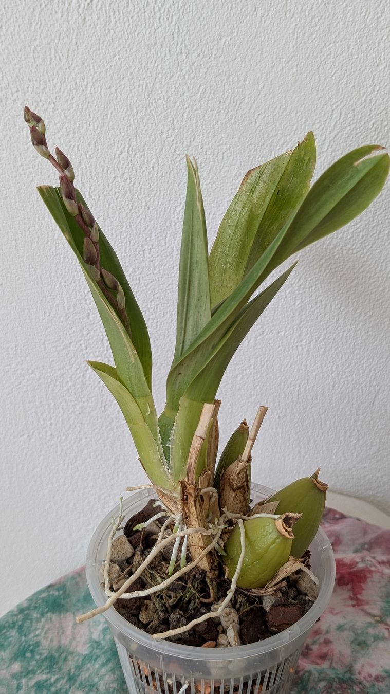 Pflanzen & Samen: Cambria Orchidee – Gebraucht aus Untervaz von Lyraia 3