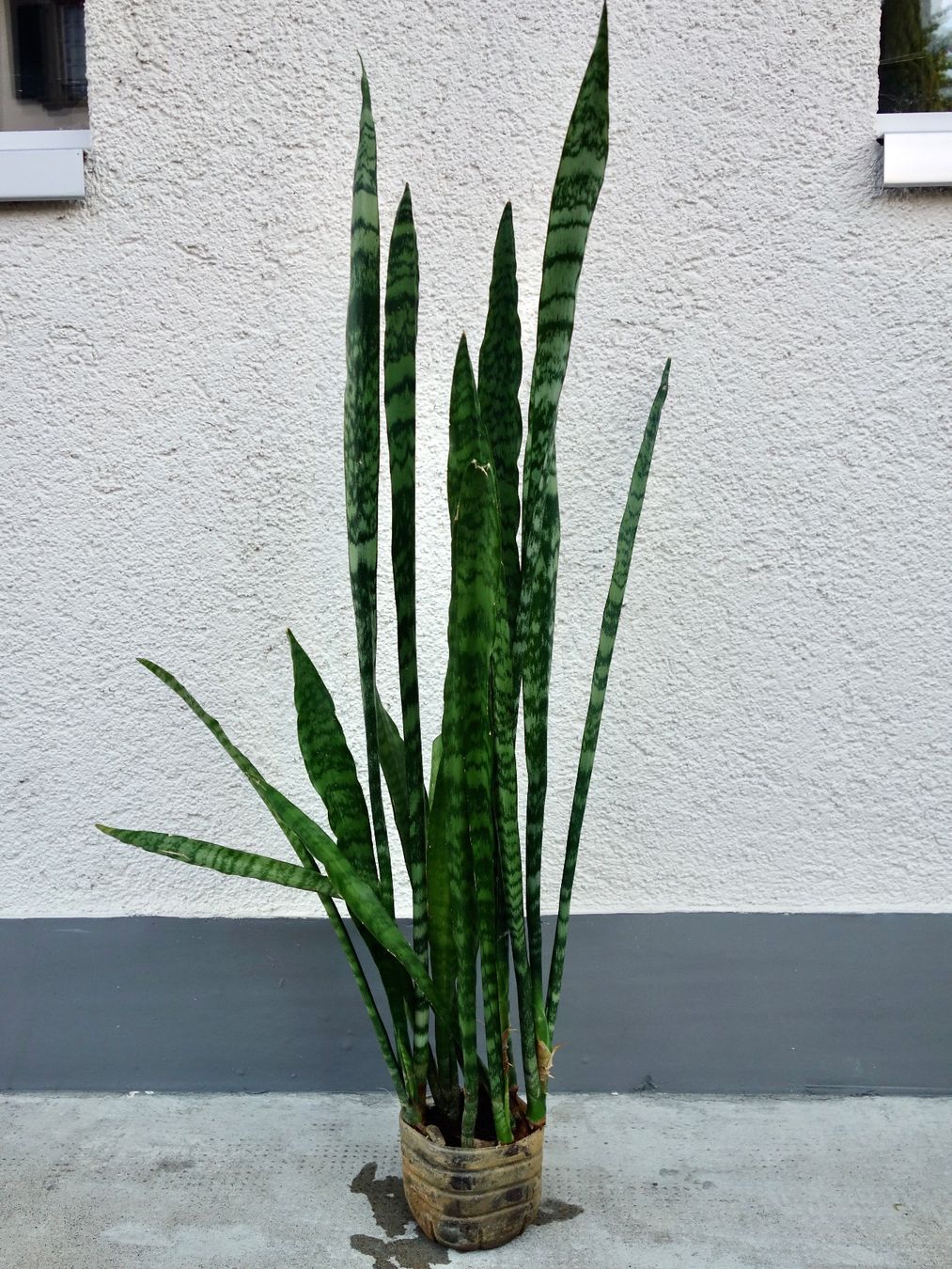 Pflanzen & Samen: Bogenhanf Sansevieria Trifasciata – Neu (gemäss Beschreibung) aus Kerzers von zimmergruen