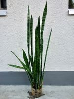 Bogenhanf Sansevieria Trifasciata