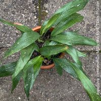 Aspidistra Vietnamensis Milky Way - bedingt winterhart .