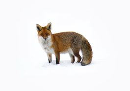 Photo originale "le renard au Creux du Van en hiver"