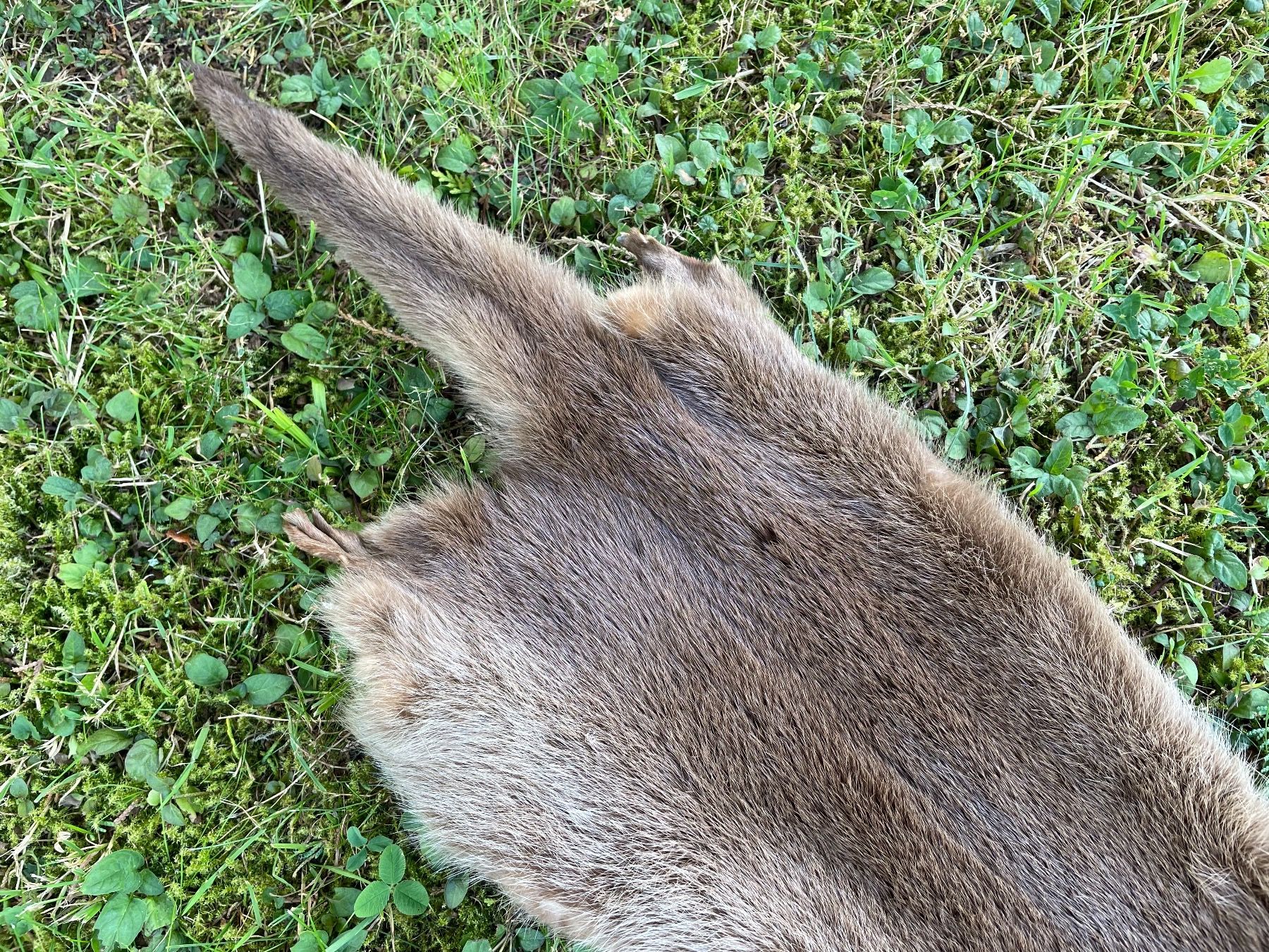 Il mondo degli animali: wunderschönes Fischotterfell – Usato da Feldbach venduto da Olive1 2