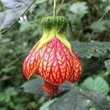 Piante & sementi: Gefleckte Schönmalve - Abutilon striatum - 10 Samen – Nuovo e nell'imballaggio originale da Sumiswald venduto da Cham14558