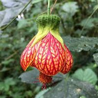 Gefleckte Schönmalve - Abutilon striatum - 10 Samen