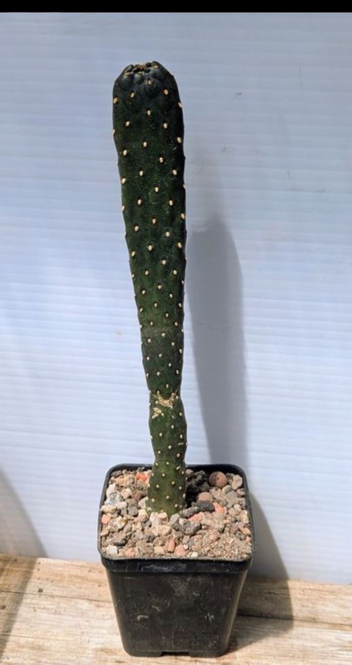 Piante & sementi: Consolea rubescens – Usato da Comano venduto da che_8lc2
