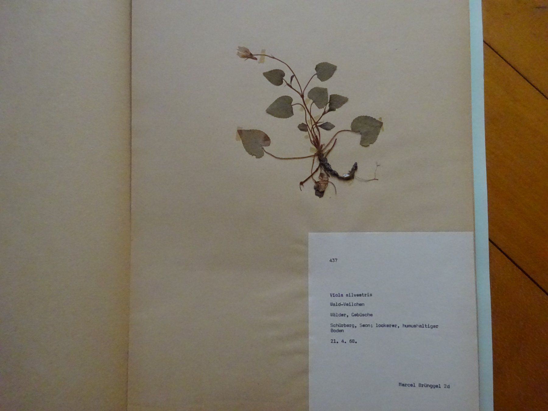 Bücher: Herbarium aus Seon / 10 Botanik – Gebraucht aus Esslingen von eintagammeer 3