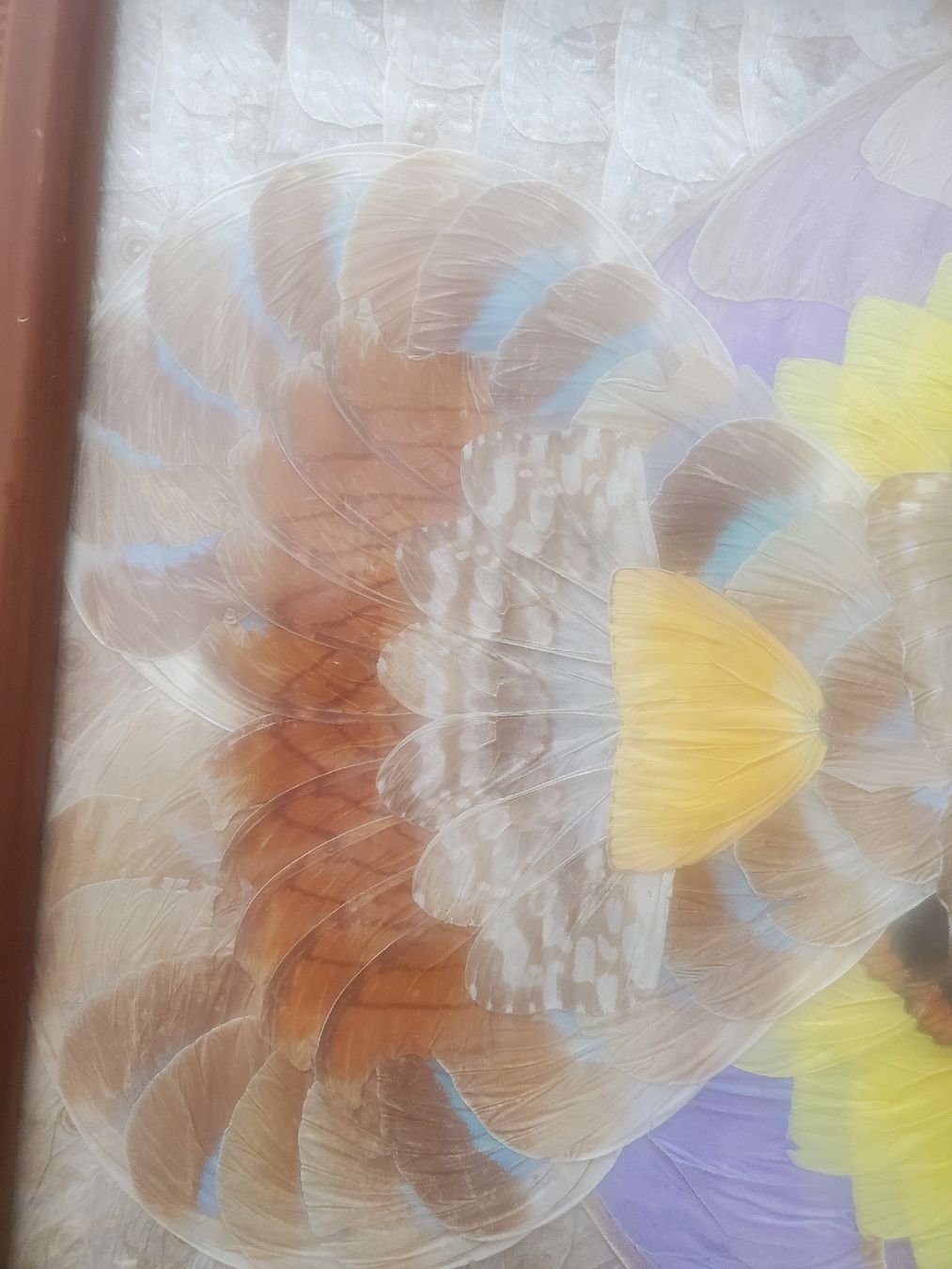 Dessous de verre: Antikes Schmetterlingsflügel-Tablett – D'occasion à Frauenfeld par BeneFull 4