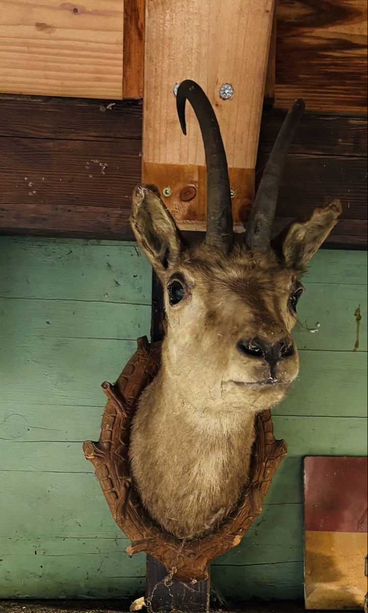 Il mondo degli animali: Jagdtrophäe – Usato da Thun venduto da Kerolein