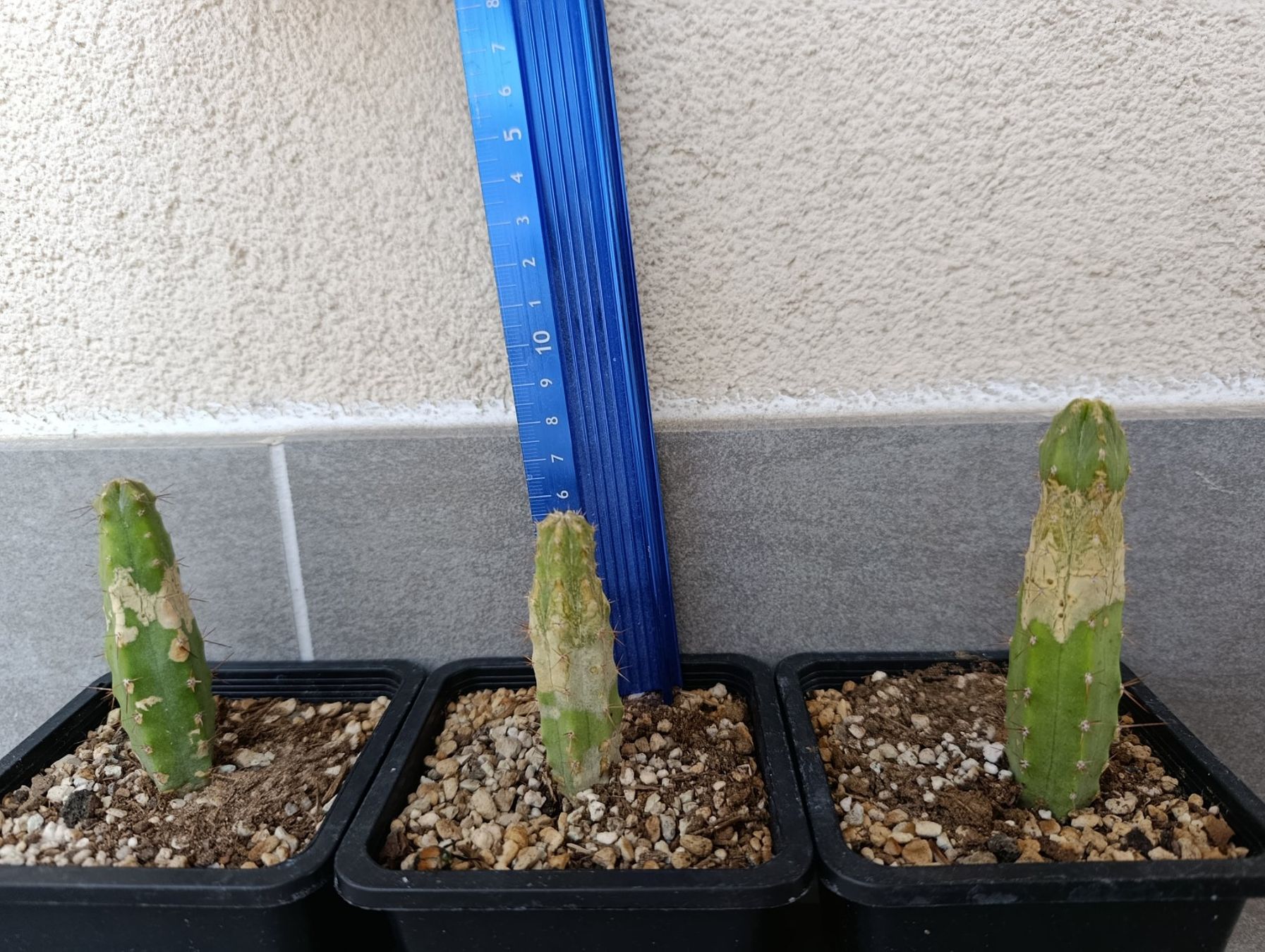 Plantes & graines: 3 junge Kakteen – D'occasion à Chiasso par Kaktus9 5