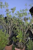 4 Stk. Bio Oleander Pflanzen im Topf Grossgewachsen