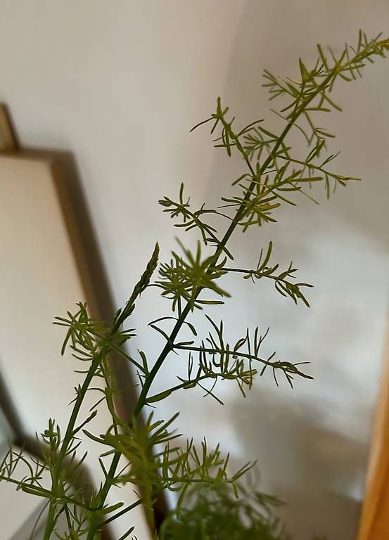 Piante & sementi: Asparagus  – Nuovo e nell'imballaggio originale da Frauenfeld venduto da Irene.Schuppli 2