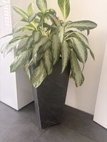 Schiefer Hochtopf inkl. Pflanze