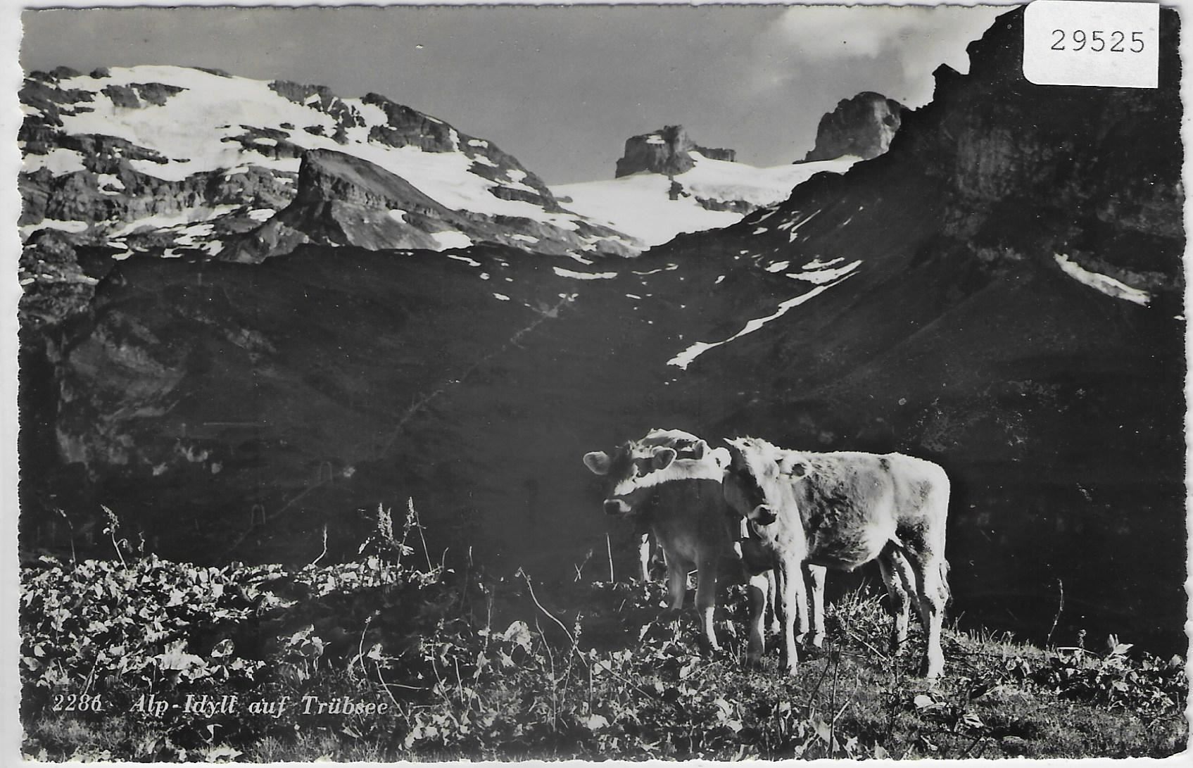 Cartoline postali: Alp-Idyll auf Trübsee - Rinder – Usato da Ettingen venduto da Kartenplanet
