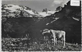 Alp-Idyll auf Trübsee - Rinder
