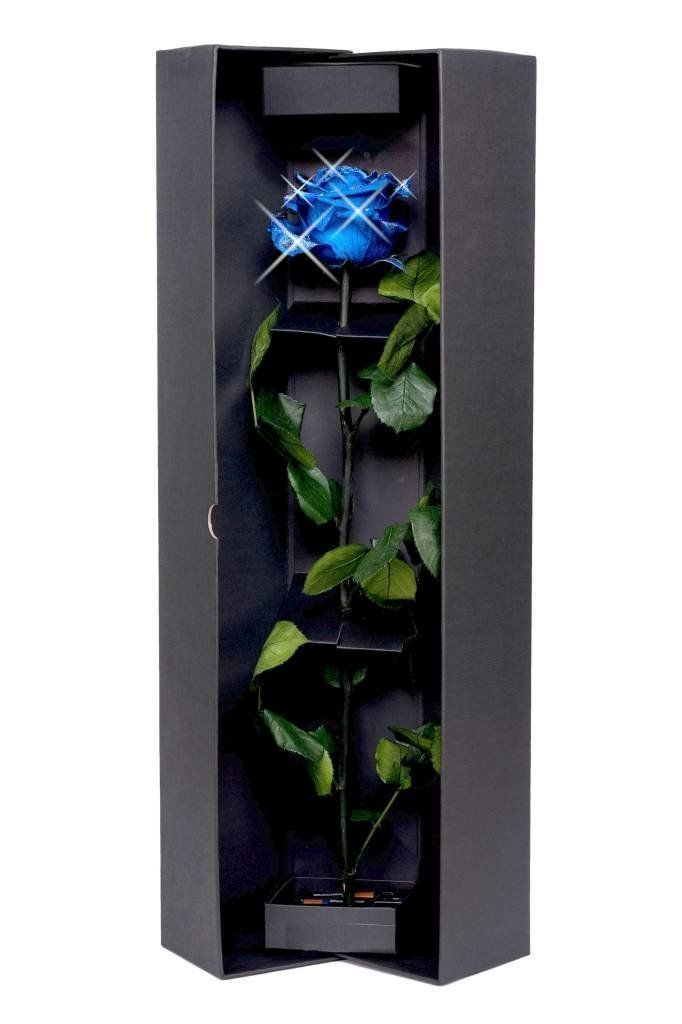 Tutte le decorazioni: Restposten Premium Deko-Rosen 6 Stk – Nuovo e nell'imballaggio originale da Seewen SZ venduto da pakosshop 5