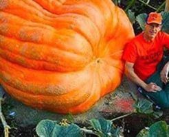 Ab 5.- fr ! 5 KERNE/SAMEN KURBIS  🎃XXL  „ATLANTIC GIANT”‪‪