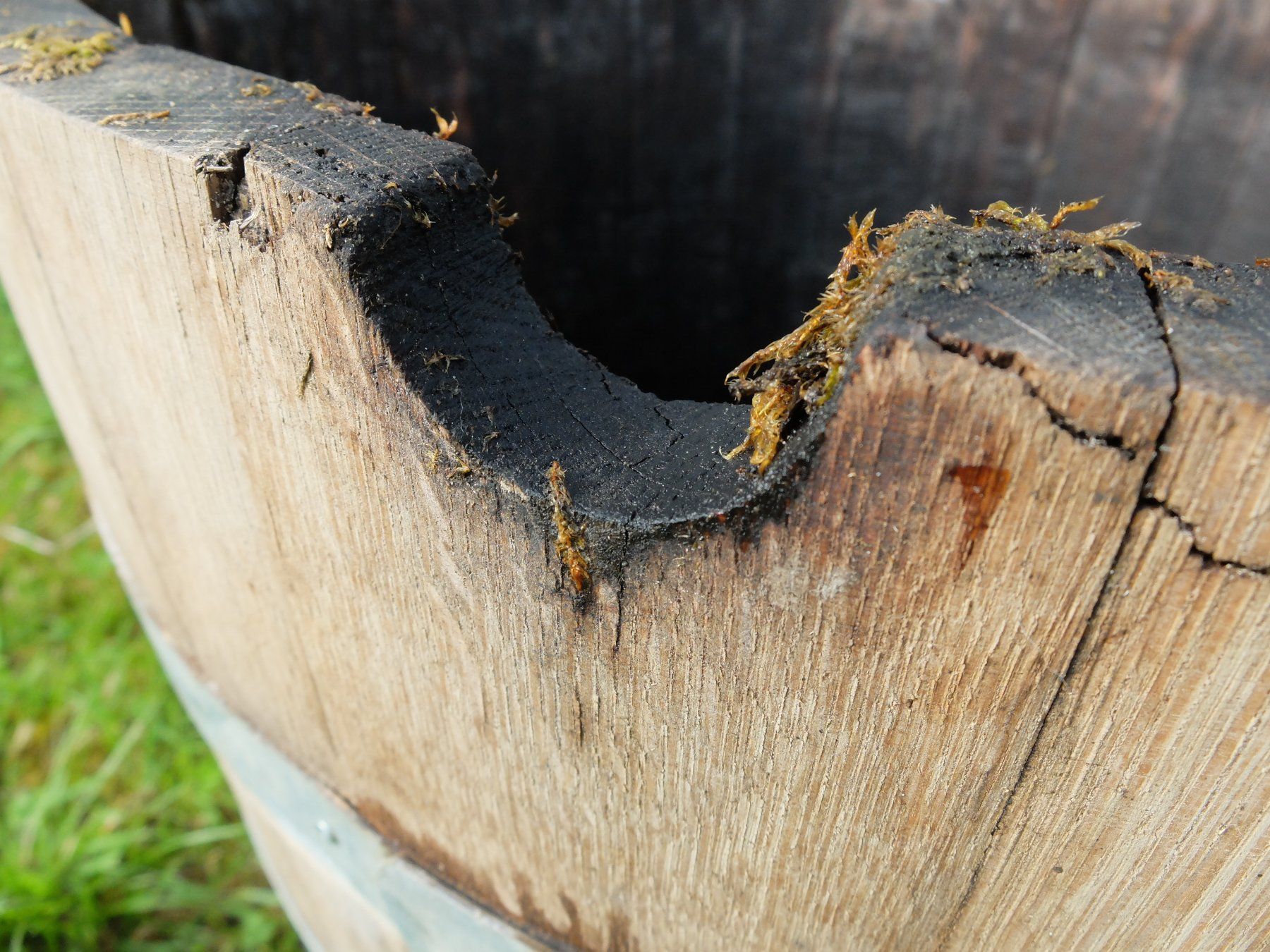 Bewässern & Giessen: Holzfass Holzbottich Eichenholz Wasserfass Wasserzuber – Gebraucht aus Vinelz von woerni11 5