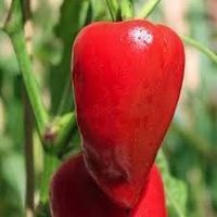 Samen Paprika 'Roter Augsburger'  10Stk.