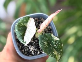 Alocasia Nebula Pink Variegata