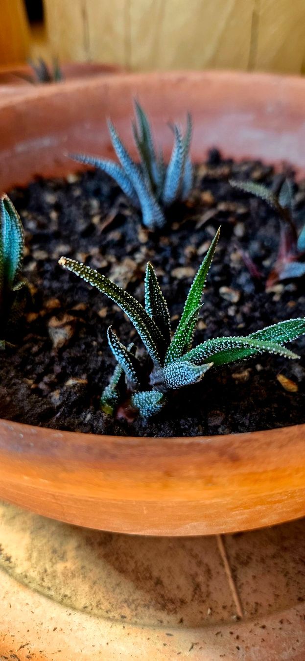 Plantes & graines: Haworthia concolor – Neuf avec emballage d'origine à Bütschwil par sr761 5