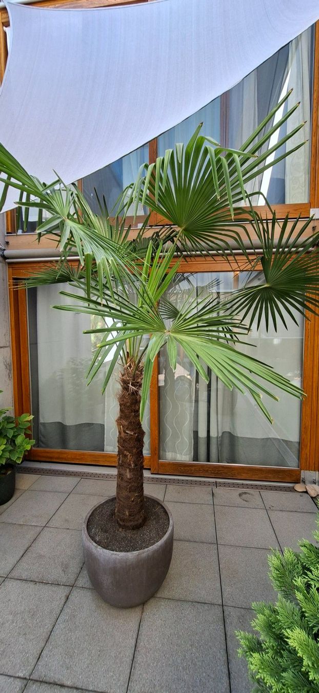 Pflanzen & Samen: Thuja Lebensbaum mit Topf 1.45m H – Gebraucht aus Riehen von Valflyfi 6