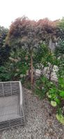 Acer Palmatum 2.70m hoch