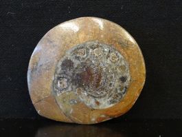 Versteinerter Fisch Fossil GONIATIT MAROKKO