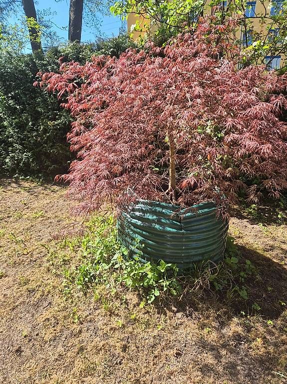 Piante & sementi: Japanischer Ahorn – Usato da Dübendorf venduto da krais 2
