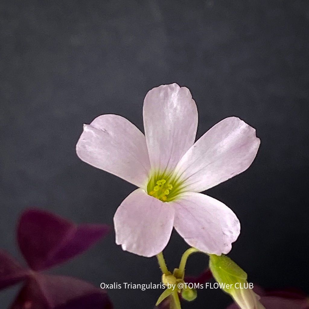 Piante & sementi: Oxalis Triangularis - Glücksklee intensiv Burgundy – Nuovo e nell'imballaggio originale da Adliswil venduto da astom369 7