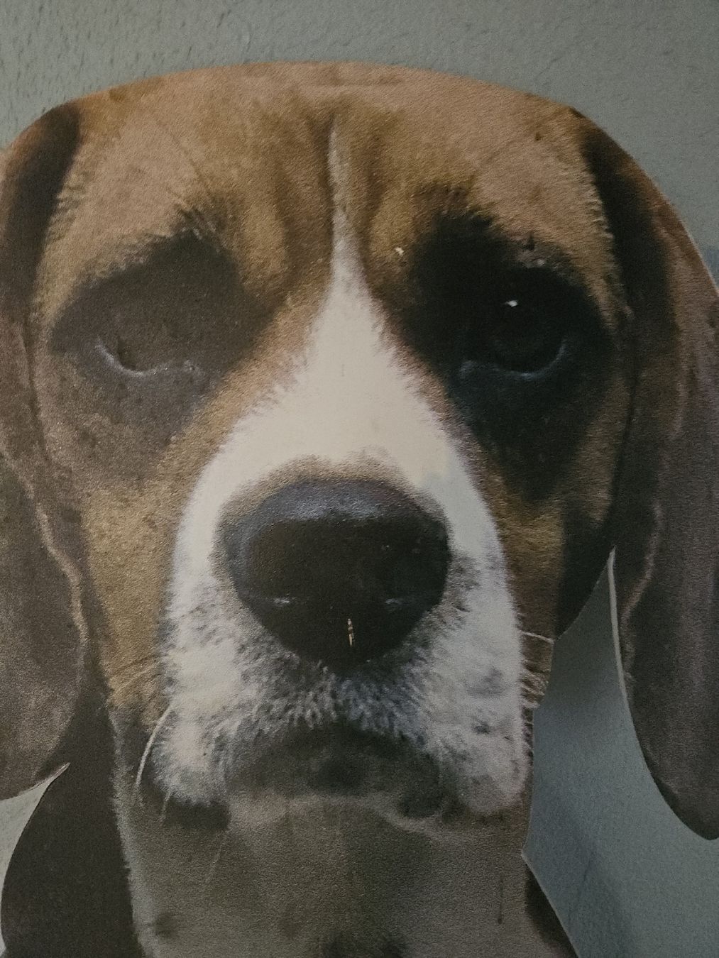 Beagle Statuette: trompe l'oeil Koziel Beagle – Usato da Thônex venduto da lacomtessedesfees 2