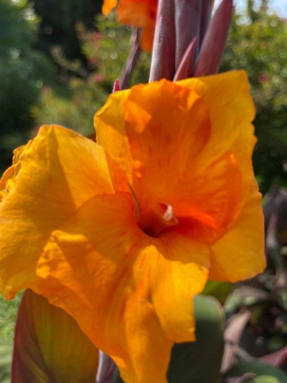 Canna Indische Blumenrohr Pflanze Blüte Orange Kaufen auf Ricardo