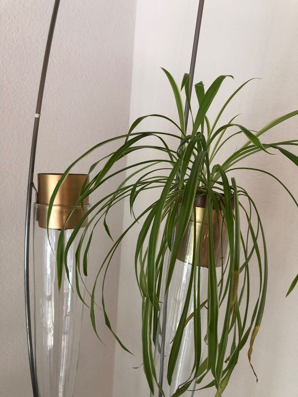 Sonstiges für Haushalt & Wohnen: 1 Stück wunderschöner Design Pflanzenständer – Gebraucht aus Herzogenbuchsee von Feltre. 2
