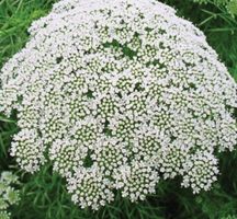 Ab 5.- fr 10 SAMEN GRAINES SEMI TEPPICH AMMI “GREEN MIST”