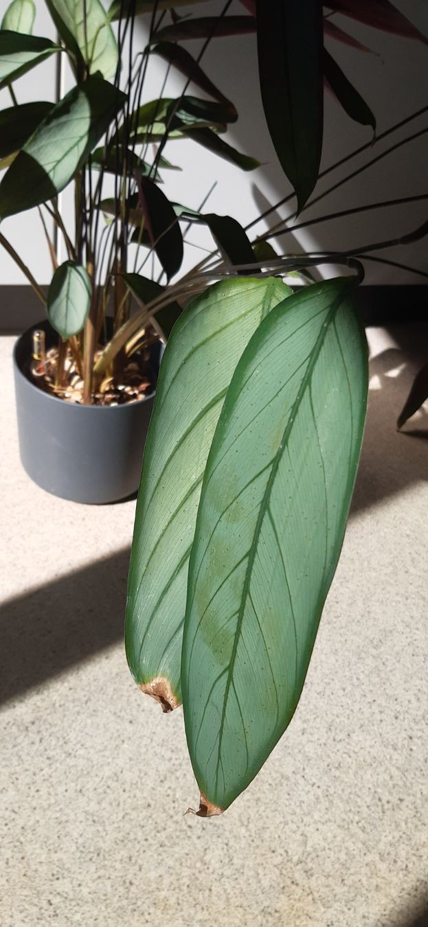 Piante & sementi: Schöne Calathea – Usato da Emmenbrücke venduto da Aya 1