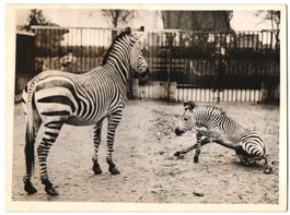 Fotografie London, Zoologischer Garten, 