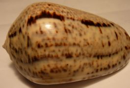 SCHÖNE OLIVA INCRASSATA,-MUSCHEL,--58,4 MM,--PERFEKT -GEM