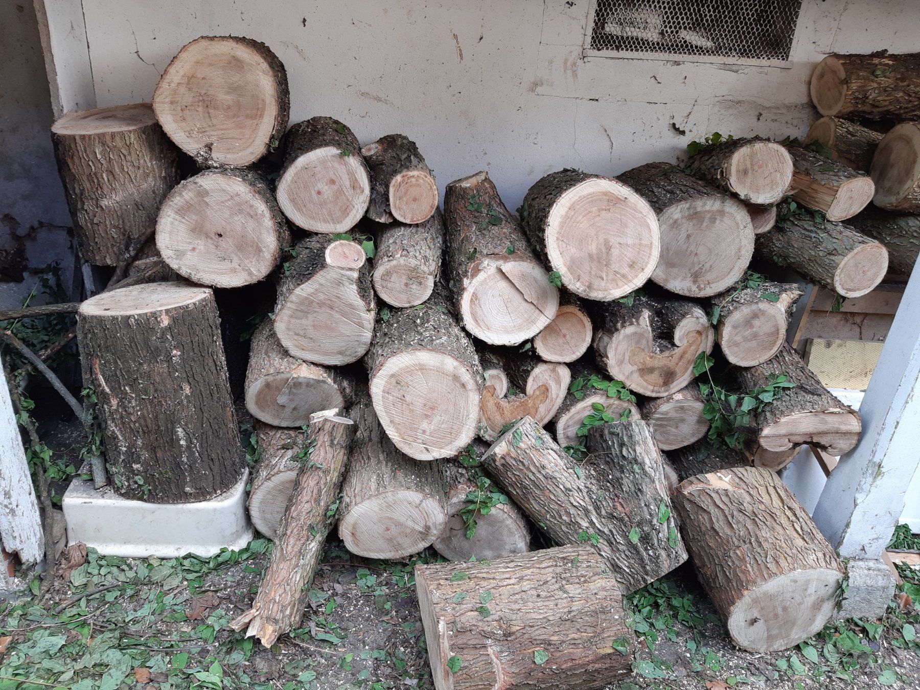 Holzartikel: Brennholz aus Geweihbaum – Neu (gemäss Beschreibung) aus Biel/Bienne von Panache1