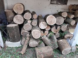 Brennholz, frisch geschlagen