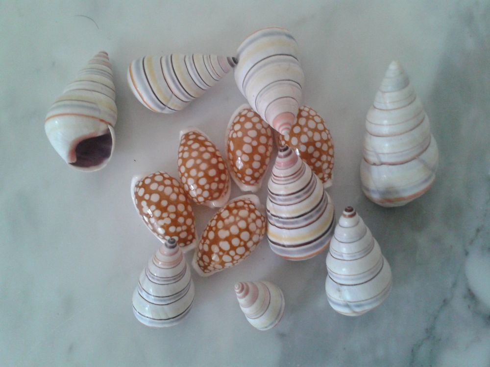 Umllpet Natürliche Muscheln 400g - Weiße Bastelmuscheln Für Deko & DIY-Projekte