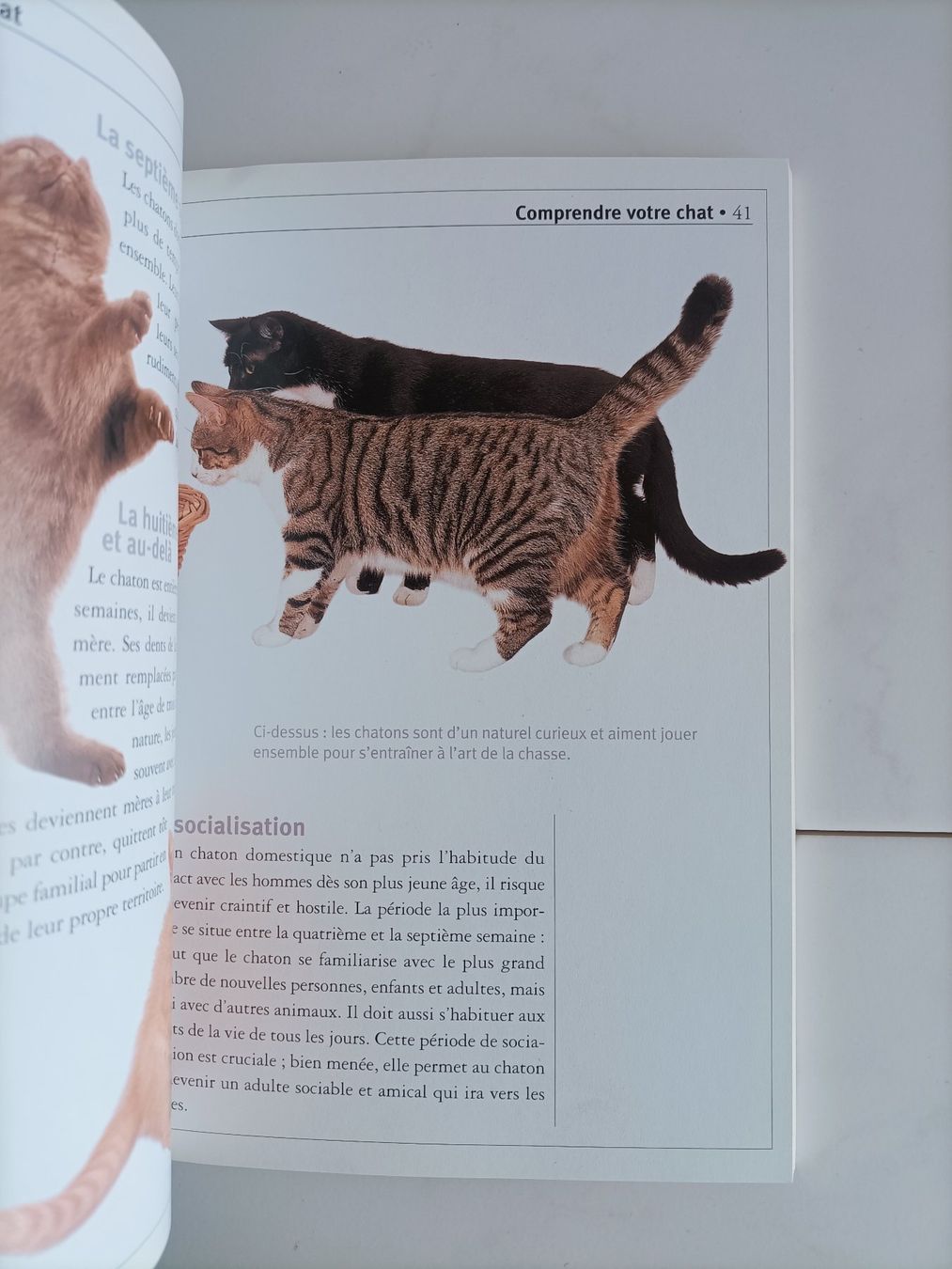 Bücher: Le guide du chat / Angela Gair / Marabout 2001 – Gebraucht aus crans montana von AB3963 4