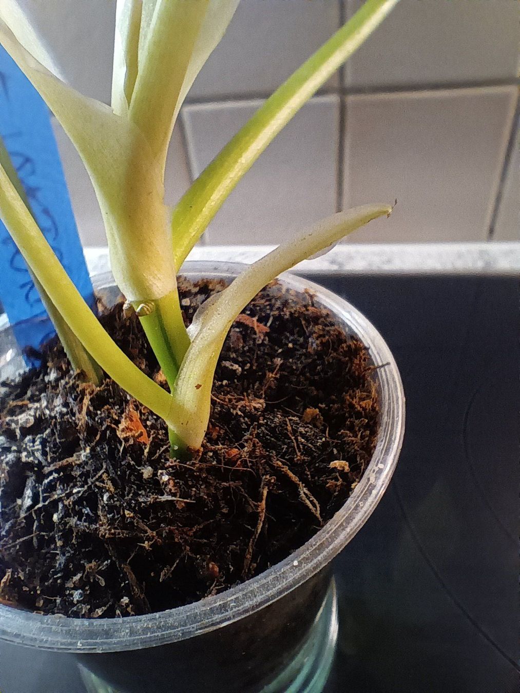 Piante & sementi: Philodendron Flotum Variegata – Usato da Neerach venduto da Pudelmax 3