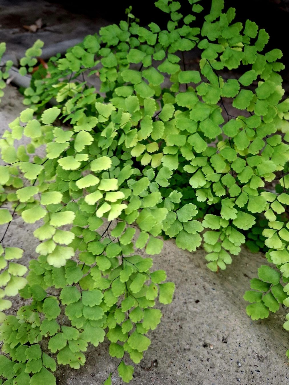 Piante & sementi: JUNGFERNHAAR oder ADIANTUM 20-30 cm dekorative Gartenpflanze – Nuovo e nell'imballaggio originale da Rovio venduto da POSITIFFARTandPLANTS 2