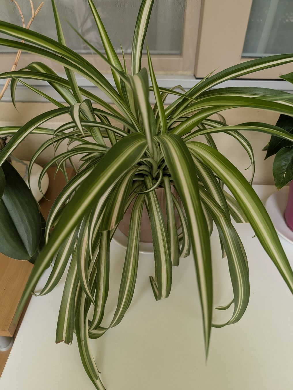 Pflanzen & Samen: Plantes d'intérieur à donner  – Gebraucht aus Genève von Maria11