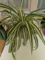 Plantes d'intérieur à donner 