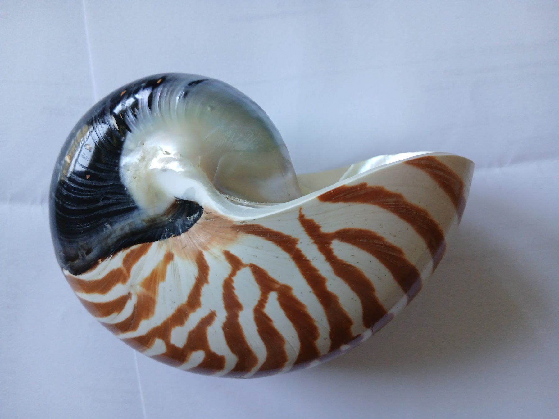 Tutte le decorazioni: Nautilus Muschel – Usato da Zürich venduto da Mephisto87