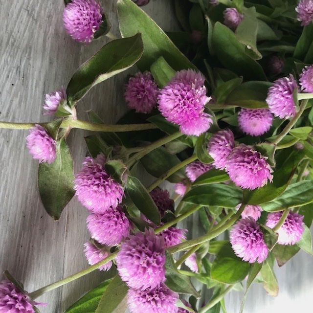 Piante & sementi: 50 Samen Kugelamarant Gomphrena LILAC Samen – Nuovo (secondo la descrizione) da Ehrendingen venduto da VerveinaSamen 7