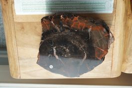 Baumstamm  23cm Arizona, USA 5,7kg  -–Lot Adlun-