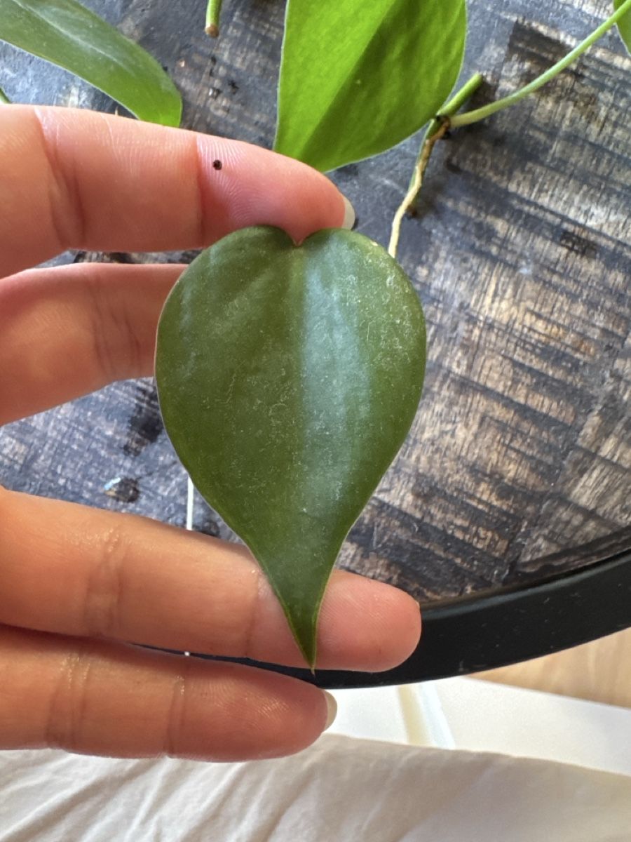 Piante & sementi: Philodendron Scandens Ableger 5 Stück – Usato da Villnachern venduto da Lommy 2
