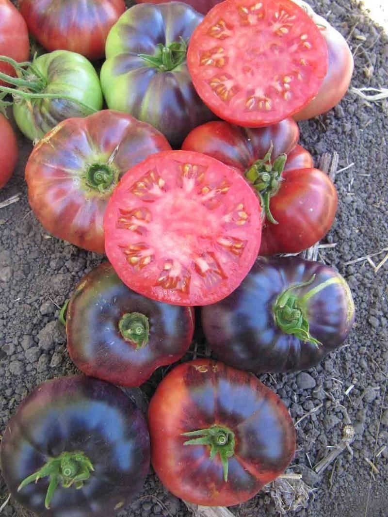 Piante & sementi: 50 Samen Amethyst Jewel Tomate – Nuovo (secondo la descrizione) da Ehrendingen venduto da VerveinaSamen 1