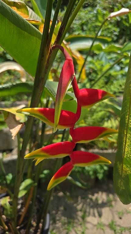 Plantes & graines: Heliconia rostrata  – D'occasion à Schaffhausen par zsolti31 3